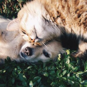 Seguro de Mascotas (Canino/Felino)